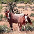 Wlid Horses Colt Apr 2019.jpg
